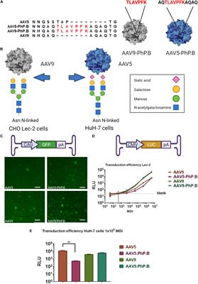 PhP.B Enhanced Adeno-Associated Virus Mediated-Expression Following Systemic Delivery or Direct Brain Administration